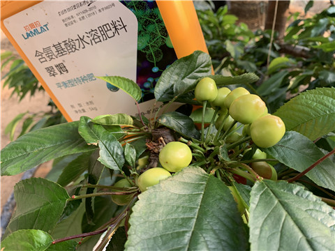氨基酸水溶肥，拉姆拉，翠姆