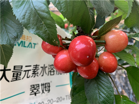 大量元素水溶肥，拉姆拉，翠姆