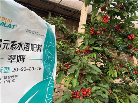 大量元素水溶肥，拉姆拉，翠姆