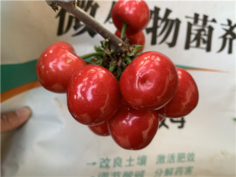 水溶肥，拉姆拉，翠姆