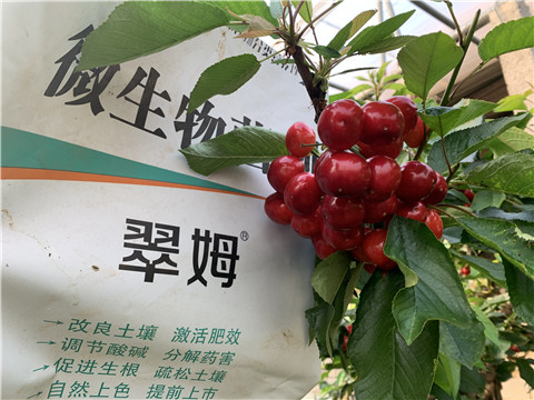 水溶肥，拉姆拉，翠姆