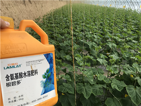 水溶肥，拉姆拉，翠姆