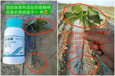 安碧解，拉姆拉，翠姆