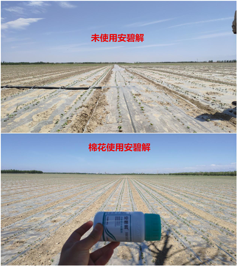 安碧解，拉姆拉，翠姆