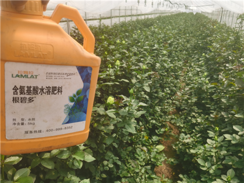 生根劑，拉姆拉，翠姆