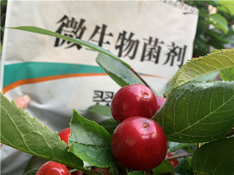 微生物菌劑，拉姆拉，翠姆