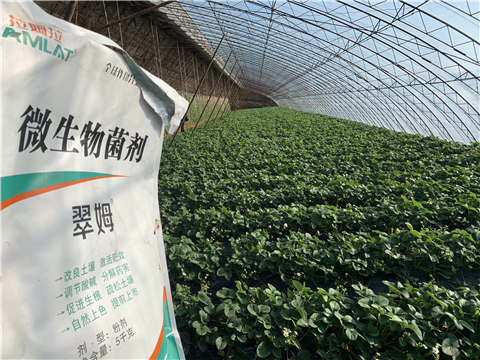 水溶肥，拉姆拉，翠姆