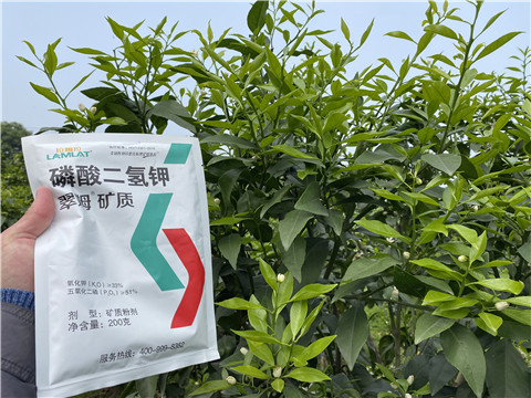 葉面肥，拉姆拉，翠姆