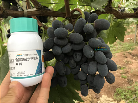 鈣肥，翠姆，拉姆拉
