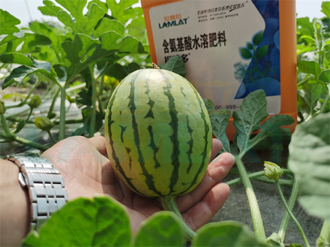 水溶肥，拉姆拉，翠姆